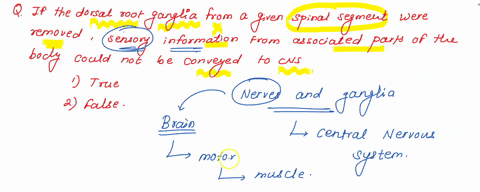 question-4-points-if-the-dorsal-root-ganglia-from-a-given-spinal-segment-were-removed-sensory-information-from-the-associated-parts-of-the-body-could-not-be-conveyed-to-the-cns-true-false-64473