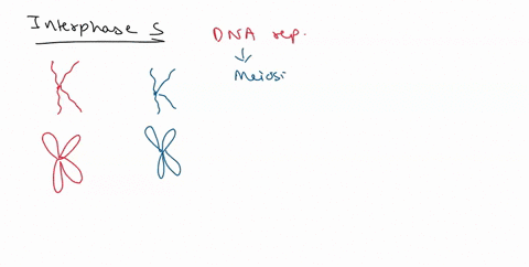 skctch-the-stages-of-mciosis-our-and-meiosis-i-in-the-drawings-chromatin-boxes-provided-label-ihe-following-structures-mt-least-once-chromosome-spindle-tetrad-and-chromosomeunreplicated-chro-53344