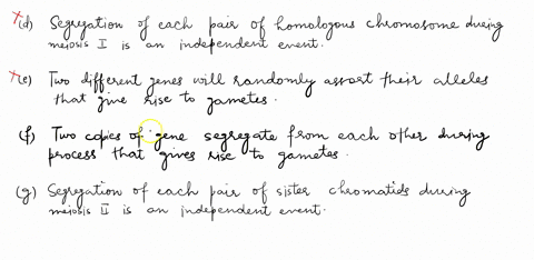 which-of-the-following-behaviors-of-chromosomes-explains-mendels-first-law-law-of-segregation-homologous-chromosomes-separate-segregate-from-each-other-during-meiosis-ii-homologous-chromosom-30864