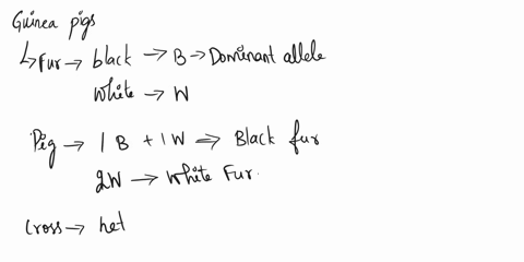 in-guinea-pigs-the-gene-for-black-coat-color-is-dominant-to-the-gene-for-white-coat-color-what-will-be-the-genotypic-ratio-for-the-cross-between-two-heterozygous-parents-26195