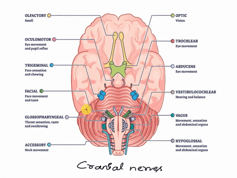 need-answers-piercemil-instructure-com-06-updates-a-do-you-want-tc-or-try-tonight-identify-the-following-cranial-nerves-a-d-e-k-hs-84661
