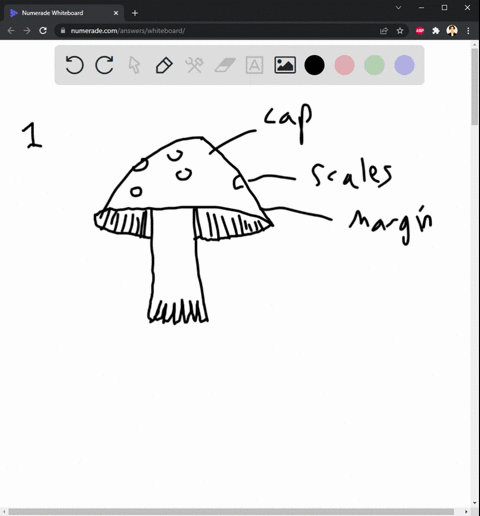 section-ii-fungis-basidiomycota-mushroom-draw-the-mushroom-you-dissected-label-the-pileus-gills-and-stipe-ascomycota-cup-fungus_-draw-an-ascus-from-the-cup-fungus-slide-label-the-ascus-and-a-00455