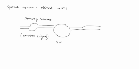 wthese-11each-spinal-nerve-is-said-to-be-amixednerve-this-is-because-they-a-carry-both-sensory-and-motor-information-b-carry-both-parasympathetic-and-sympathetic-information-c-carry-informat-76277