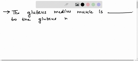the-gluteus-medius-muscle-is-___-to-the-gluteus-maximus-muscle-1-medial-2-superficial-3-deep-4-inferior-17502