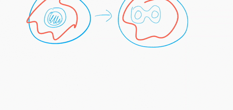 which-of-the-following-describes-cytokinesis-the-daughter-cells-produced-by-telophase-and-the-cells-are-diploid-and-the-chromosomes-chromatids-are-each-composed-of-two-the-cells-are-haploid-90225