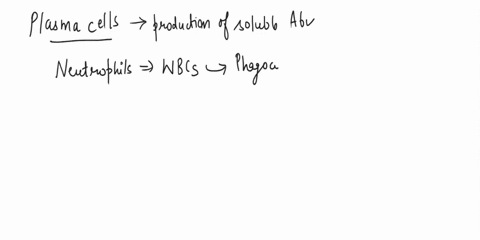 what-type-of-cell-produces-soluble-antibodies-a-plasma-cells-b-neutrophils-c-macrophages-d-t-cells-84053