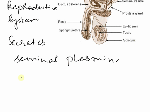 which-structure-in-the-figure-secretes-seminal-plasminproteolytic-enzymes-like-pepsinogen-and-lysozymeand-citric-acid-l-a-boefo-h-k-j-73751