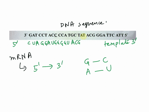 second-base-of-codon-uuu-phenylalanine-ucu-uau-tyrosine-ugu-crsleine-uuc-phe-ucc-senne-uac-ugc-uua-leucine-uca-stop-codon-stop-codon-juug-ucg-ugg-tryplepphan-cuu-ccu-cau-hstdine-cgu-cuc-leuc-11939