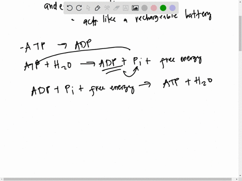 explain-the-role-of-atp-as-an-energy-coupler-62527