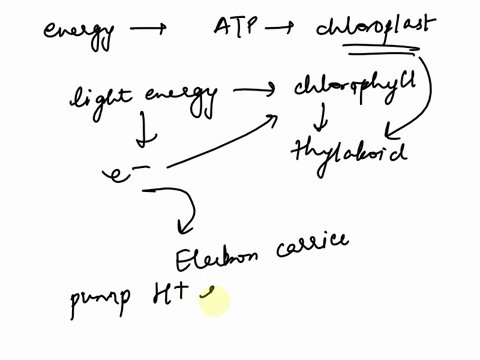 where-does-the-energy-come-from-to-make-atp-at-the-chloroplast-68357
