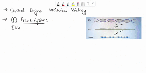 70-points-for-this-question-question-3-1-point-using-the-document-provided-identify-the-two-processes-that-each-arrow-brief-summary-of-each-process_-represents-and-give-dna-1-mahhhanh-kii-rn-74962