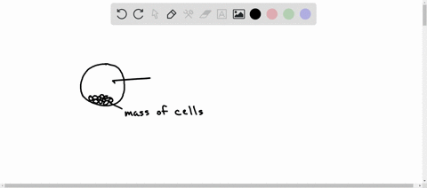 the-outer-layer-of-the-blastocyst-which-later-attaches-to-the-uterus-is-the-a-decidua-b-trophoblast-25502