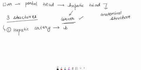 define-portal-triad-in-liver-what-is-the-major-function-for-each-part-of-portal-triad-86752