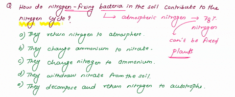 how-do-nitrogen-fixing-bacteria-in-the-soil-contribute-to-the-nitrogen-cycle-a-they-return-nitrogen-66928