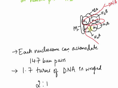 which-of-the-following-best-describes-the-features-of-histonesa-h1-is-the-most-crucial-histone-protein-in-the-nucleosome-core-particleb-in-order-to-conpact-the-dna-enough-for-eukaryotic-chro-45765