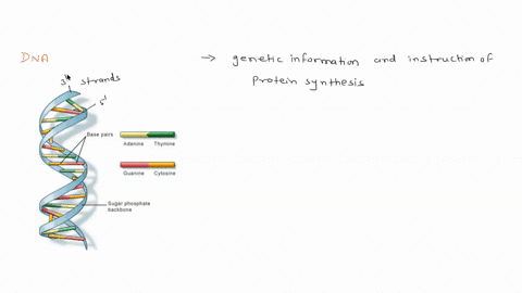 bases-holding-two-single-strands-of-dna-together-into-a-double-strand-of-dna-interact-through-___________-bonds-hydrogen-covalent-chemical-carbon-ionic-82874