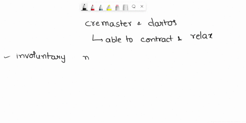 the-cremaster-and-dartos-muscles-control-the-distance-of-the-testes-from-the-abdominal-cavity-through-contraction-and-relaxation-explain-how-the-cremaster-and-dartos-muscles-are-able-to-cont-17044