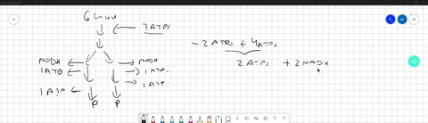 starting-with-100-glucose-molecules-how-many-atp-molecules-can-be-made-from-glycolysis-the-oxidation-of-pyruvate-the-tca-cycle-electron-transport-and-oxidative-phosphorylation-77764