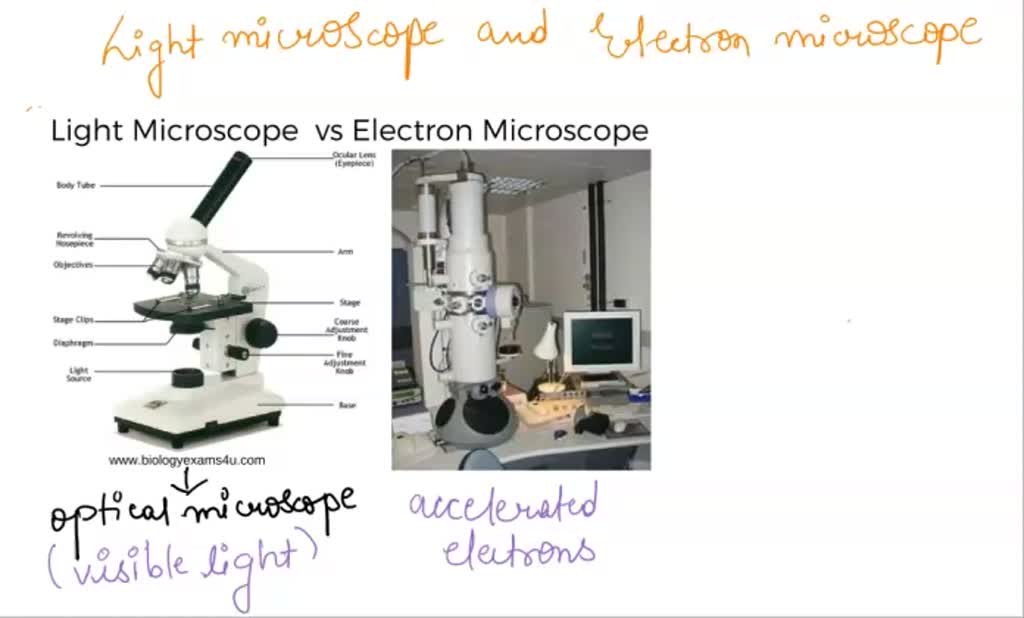 SOLVED QUESTION Large and expensive Light Microscope Electron Microscope QUESTION 2 Can