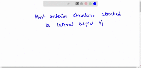 there-are-three-structures-attached-to-the-lateral-aspect-of-the-uterus-which-of-the-following-is-the-most-anterior-structure-group-of-answer-choices-round-ligament-salpinx-ovarian-ligament-40409