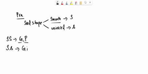 in-pea-plants-the-allele-for-smooth-seeds-s-is-dominant-over-the-allele-for-wrinkled-seeds-s-in-an-e-87128