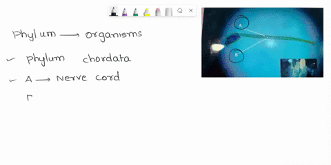 pls-answer-asap-what-phylum-is-represented-by-the-organism-in-this-slide-identify-the-structures-marked-by-the-arrows-a-and-b-97235