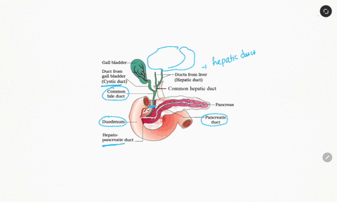 how-would-the-digestion-of-proteins-and-carbohydrate-be-affected-if-there-was-a-blockage-in-bile-duct-90248