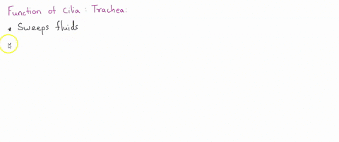 what-is-the-function-of-the-cilia-in-the-trachea-and-bronchi-a-to-sweep-air-into-and-out-of-the-lung-90098