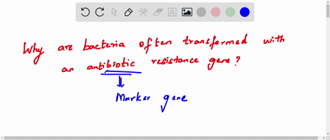 why-are-bacteria-often-transformed-with-an-antibiotic-resistance-gene-group-of-answer-choices-the-antibiotic-will-not-kill-the-bacteria-without-the-gene-the-gene-causes-the-bacteria-to-resis-47962