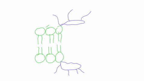 according-to-the-model-of-membrane-structure-integral-membrane-proteins-are-mostly-a-free-to-diffuse-away-from-the-membrane-b-spread-in-a-continuous-layer-over-the-surfaces-of-the-membrane-c-74084