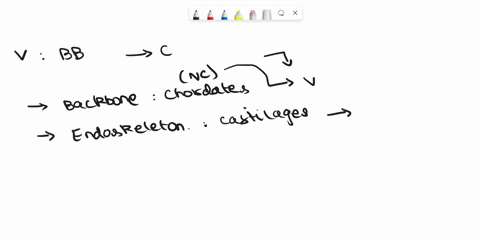 1-besides-the-four-chordate-characteristics-list-two-other-characteristics-unique-to-vertebrates-why-did-these-structures-develop-a-first-characteristic-b-second-characteristic-c-what-struct-43903