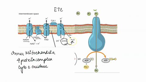 cyanide-cn-poisoning-stops-cellular-respiration-by-inhibiting-the-action-of-cytochrome-oxidase-enzymes-in-the-mitochondria-specifically-cyanide-blocks-complex-iv-of-the-electron-transport-ch-05703