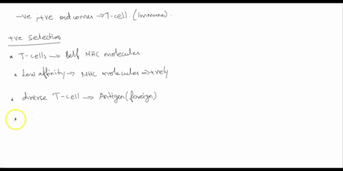 explain-the-function-of-positive-and-negative-selection-in-t-cell-development-what-would-be-the-outcome-if-positive-selection-was-not-part-of-development-what-would-occur-if-negative-selecti-36581