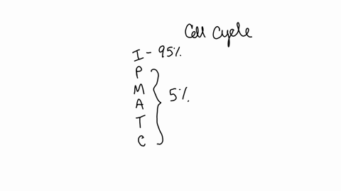 table-2-mitosis-data-number-of-cells-in-stage-total-number-of-cells-calculated-0f-jime-spent-in-stage_-stage-interphase-4-20-737-prophase-20-137-0-044-metaphase-20-anaphase-20-20-telophase-0-05542
