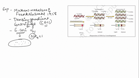 describe-the-experiment-that-showed-that-dna-replication-is-semi-discontinuous-79583