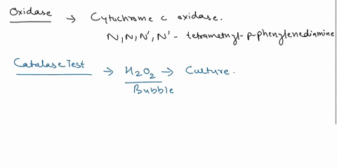 oxidase-test-catalase-test-urease-and-nitrate-reductase-test-which-of-these-require-reagents-to-complete-the-test-give-the-test-the-name-and-the-amount-of-the-reagent-which-of-these-tests-ar-09527
