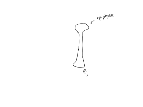 a-fracture-in-the-shaft-of-a-bone-would-be-a-break-in-the-question-1-options-diaphysis-articular-cartilage-epiphysis-metaphysis