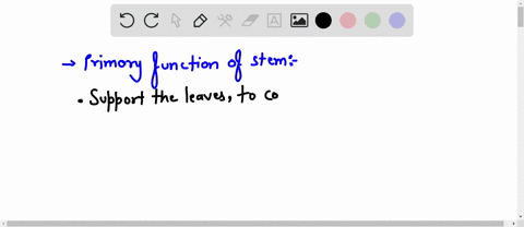 what-are-the-primary-functions-of-stems