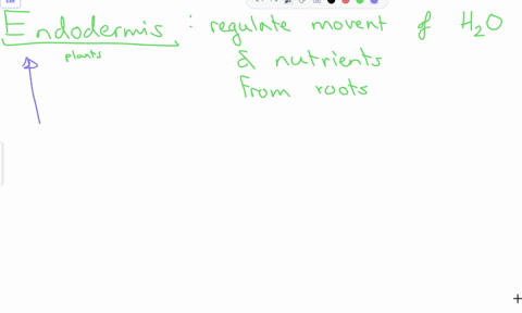 what-features-make-endodermis-morphologically-distinct-what-is-its-hydrophobic-componentwhat-is-its-significance-in-the-function-of-endodermis-and-the-root-as-a-whole