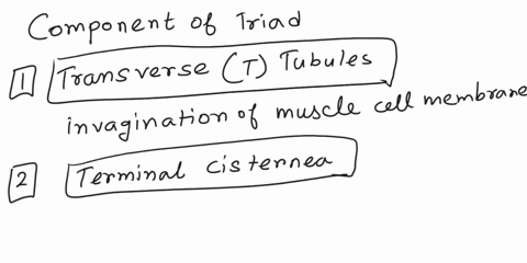 what-is-the-components-of-triadwhat-are-the-components-of-triad-of-sarcomere-35301