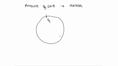 a-biochemist-measures-the-amount-of-dna-in-cells-growing-in-the-laboratory-the-quantity-of-dna-in-a-32911