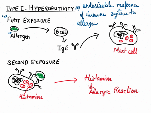 11-1-point-immediate-hypersensitivity-arises-when-an-allergic-individual-is-exposed-to-an-antigen-in-this-case-referred-to-as-an-allergen-from-the-environmentsuch-as-a-foodpollenor-the-venom-04539