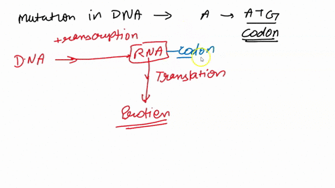 a-mutation-in-dna-changes-an-adenine-to-a-guanine-this-adenine-was-the-a-in-the-atg-encoding-a-start-codon-what-process-or-processes-would-this-mutation-impact-a-initiation-of-both-transcrip-50705
