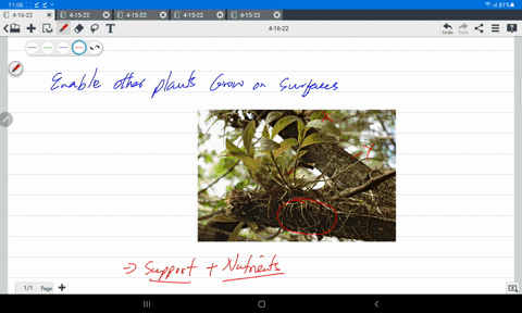 roots-that-enable-a-plant-to-grow-on-another-plant-are-called-____________-a-epiphytic-roots-b-prop-01168