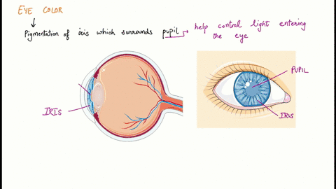 what-are-some-potential-implications-of-the-popular-state-of-knowledge-about-the-genetic-determinants-of-eye-color-49254