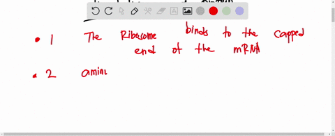 choose-the-answer-that-shows-the-steps-of-translation-in-the-correct-order-1-a-peptide-bond-is-formed-between-adjacent-amino-acids-2-the-ribosome-binds-to-the-capped-end-of-the-mrna-3-aminoa-81898