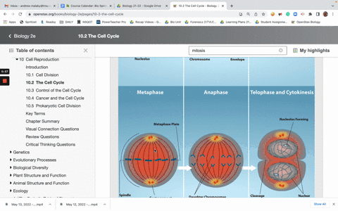 6a-drug-that-inhibits-assembly-of-actin-filaments-would-have-the-greatest-effect-on-chromosome-division-in-animal-cells-cytokinesis-in-animal-cells-cytokinesis-in-plant-cells-chromosome-divi-08465