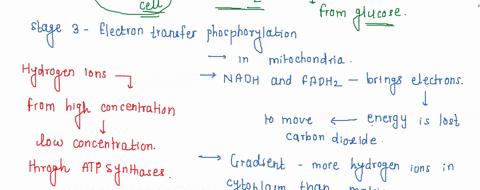 stage-glycolysis-occurs-in-the-cytoplasm-the-carbon-atoms-in-glucose-are-converted-to-two-molecules-of-pyruvate-atp-form-since-the-cell-had-to-invest-two-atp-to-begin-the-reaction-the-net-yi-71965