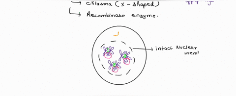 divide-one-sheet-of-paper-into-the-different-phases-of-meiosis-interphase-prophase-1-metaphase-1-anaphase-telophase-1-cytokinesis-prophase-2-metaphase-2-anaphase-2-telophase-2-ad-cytokinesis-95576