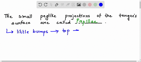 the-small-peglike-projections-of-the-tongues-surface-are-called-________-83977